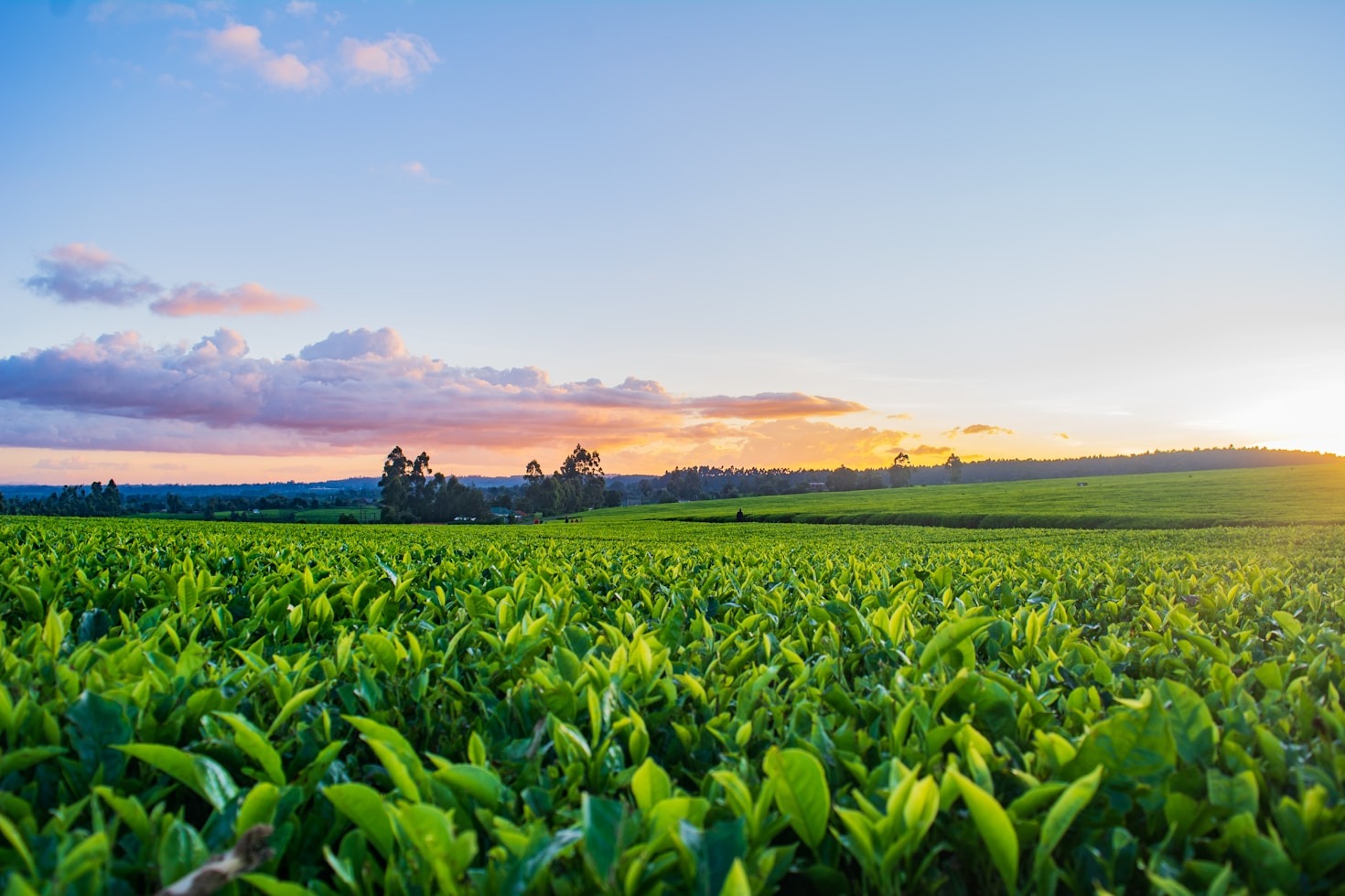 Cómo los metabolitos secundarios están cambiando la agroindustria